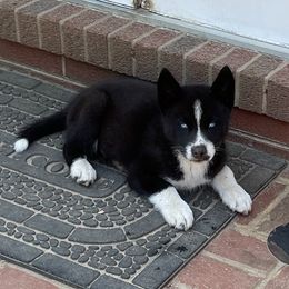 Thrax the Patron of Thrace - Siberian Husky puppy in Chester, Virginia from Dacogetic