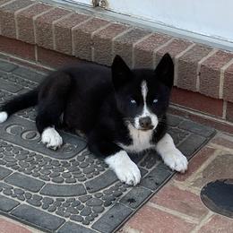Thrax the Patron of Thrace - Siberian Husky puppy in Chester, Virginia from Dacogetic