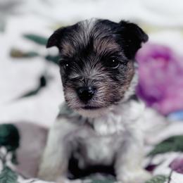 Girl 3 - Chocolate, tan and white female Yorkshire Terrier puppy in Bolton, Connecticut from Elle Yorkies