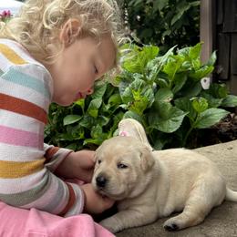 Maria - Yellow female Labrador Retriever puppy in Alger, Ohio from Osborne Family Retrievers