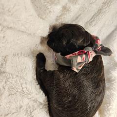 Girl 2 - Black female Whoodle puppy in O'neill, Nebraska from Willowdale Doodles