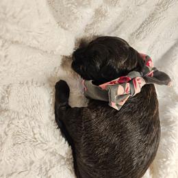 Girl 2 - Black female Whoodle puppy in O'neill, Nebraska from Willowdale Doodles