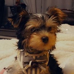 Yorkshire Terriers from Sheena Reid's Small Breeds