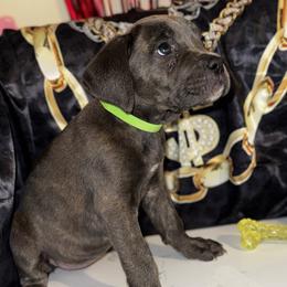 Gaia - Gray brindle female Cane Corso puppy in Cleveland, Ohio from Cleveland Corsos