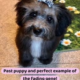 Cinder - Merle female Maltipoo puppy in Coal City, Indiana from Angel Blue Dogs