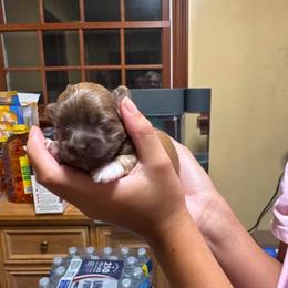 Waffles - Chocolate male Havanese puppy in Ceredo, West Virginia from Lisa’s Havanese