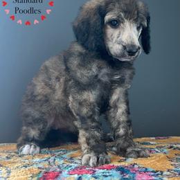 Brindle Female - Brindle female Poodle puppy in Wabasha, Minnesota from Roemer’s Standard Poodles