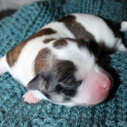 Frank Churchill - Gold sable male Havanese puppy in Hendersonville, North Carolina from Grayfinn House