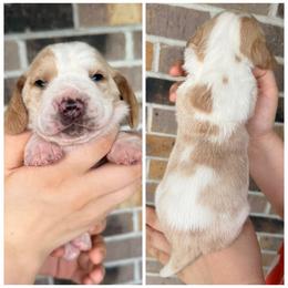 Female 2 - Red and white female Basset Hound puppy in Red Bay, Alabama from Maple Street Bassets