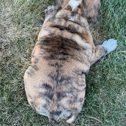 Bulldog Puppies from Tonya Clouser
