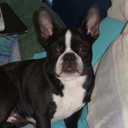 Bosco - Boston Terrier
