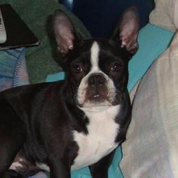 Bosco - Boston Terrier