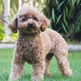 Priscilla - Poodle
