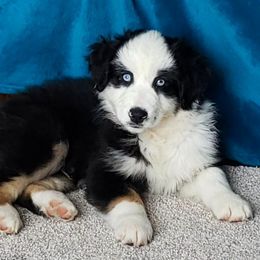 Miniature American Shepherd Puppies from Amulet Charm