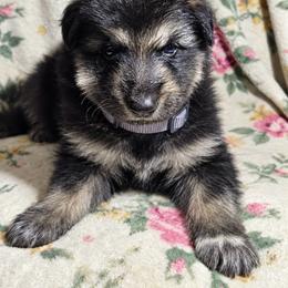 Boy 3 - Black and tan male German Shepherd puppy in Allentown, Pennsylvania from VMH Shepherds