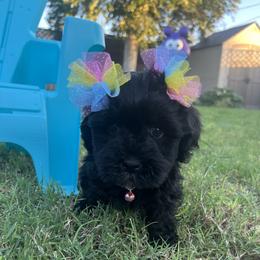 Mystic BLACK Female Available - Black and white female Havanese puppy in Monahans, Texas from Homeward Havanese, LLC