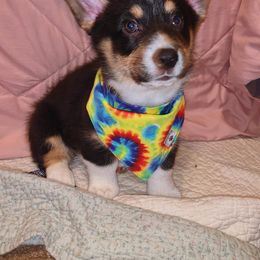 American Corgi and Pembroke Welsh Corgi Puppies from Koko's Kennels