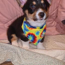 American Corgi and Pembroke Welsh Corgi Puppies from Koko's Kennels
