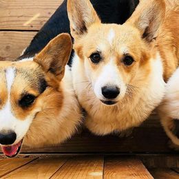 Pembroke Welsh Corgis from Black Velvet Kennel