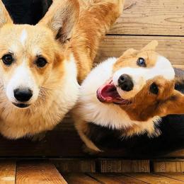 Pembroke Welsh Corgis from Black Velvet Kennel