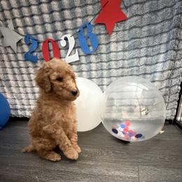Poodle Puppies from Solstice Standards