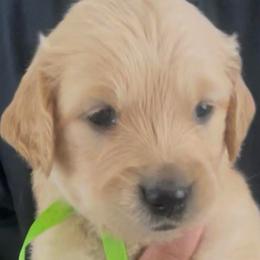 Rocky - Golden male Golden Retriever puppy in Fresno, California from Warwick’s Central California Goldens