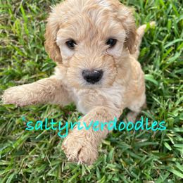 Goldendoodle Puppies from Salty River Doodles