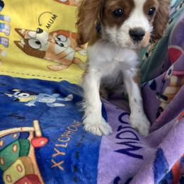 Cavalier King Charles Spaniel Puppies from Purple Moon Cavaliers
