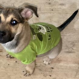 Stetson - Black and tan German Shepherd puppy in Alabama from Knott's Shepherds