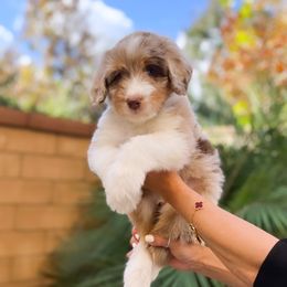 Aussiedoodle, Bernedoodle, Goldendoodle, and Poodle Puppies from Teddy Doodles & Standard Poodles