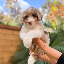 Aussiedoodle, Bernedoodle, Goldendoodle, and Poodle Puppies from Teddy Doodles & Standard Poodles
