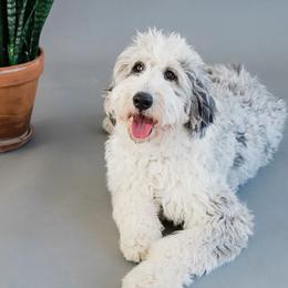Matilda Mae - Bernedoodle