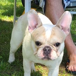 Floki - French Bulldog