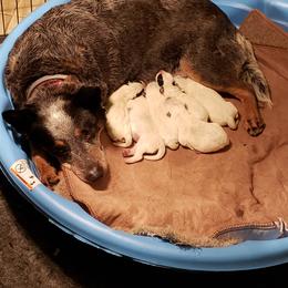 Australian Cattle Dog Puppies from Blue Coyote Ranch