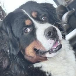 Zara - Bernese Mountain Dog