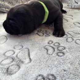 Green collar - Black male Cane Corso puppy in Cottonport, Texas from Sweet Cane Corsos