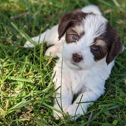 May - White Havanese puppy in Perryville, Missouri from MT's Havanese