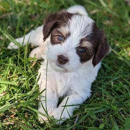 May - White Havanese puppy in Perryville, Missouri from MT's Havanese