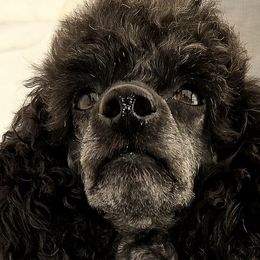 Poodles from High Desert Companions