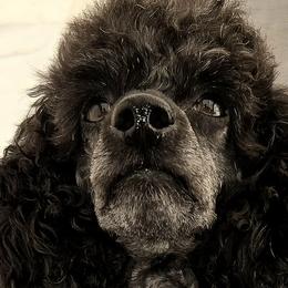 Poodles from High Desert Companions