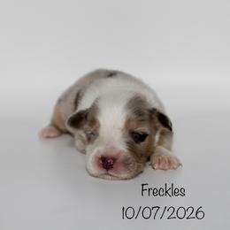 Boy 1 (Freckles) - Blue merle male Australian Shepherd puppy in Brooker, Florida from 🐾 The Great Bambino SunState Aussies!