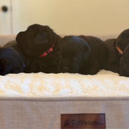 Orange Collar - Maple - Black female Labrador Retriever puppy in Lowell, Arkansas from Riverbourne Labradors