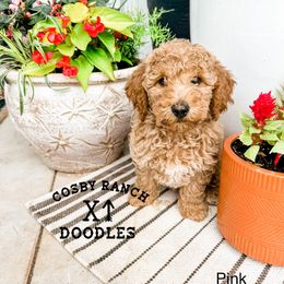 Girl 1 - Cream Goldendoodle puppy in Newcastle, Oklahoma from Cosby Ranch Doodles