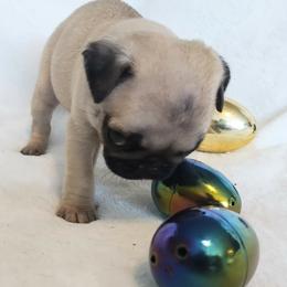 Side Eye Sally - Fawn female Pug puppy in Blountsville, Alabama from Rock Springs Pugs