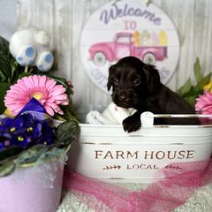 Assorted Doodle Crosses, Australian Labradoodle, Cavachon, and Cavapoo Puppies from Bark & Bramble Cavapoochons