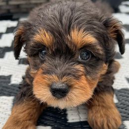 Aussiedoodles and Goldendoodles from Hot Springs Kennels