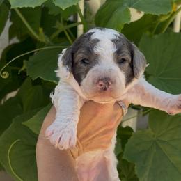 Meg - Parti female Goldendoodle puppy in Cocoa, Florida from The Coastal Homestead