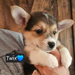 Twix - Black and tan male Pembroke Welsh Corgi puppy in Frontenac, Kansas from Holloway Corgis