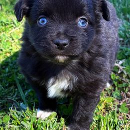 Miniature American Shepherd, Miniature Australian Shepherd, and Toy Australian Shepherd Puppies from Cooper Creek Aussies