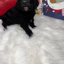 Aussiedoodle Puppies from San Francisco Breeding